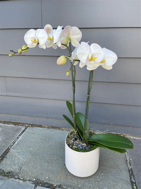 White Orchid Real.
